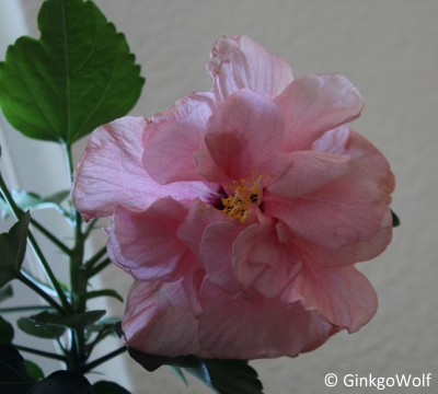 Hibiscus_rosagefllt_2018_05_19 (3).JPG