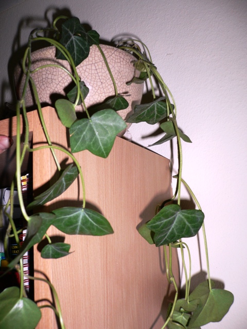 Hilfe - mein Efeu stirbt  Pflanzenkrankheiten & Schdlinge  GREEN24  Pflanzen & Garten Forum