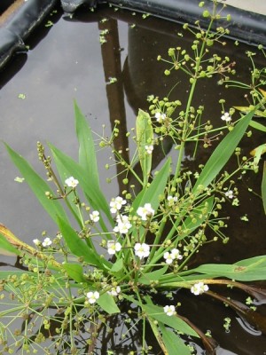 alisma_lanceolatum.jpg