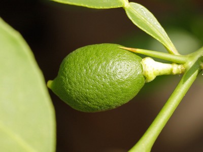 180531_citrus_aurantifolia_limon_verde_frucht.jpg