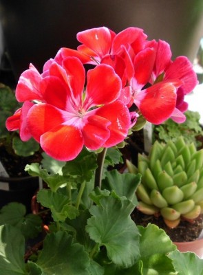 Pelargonium.JPG