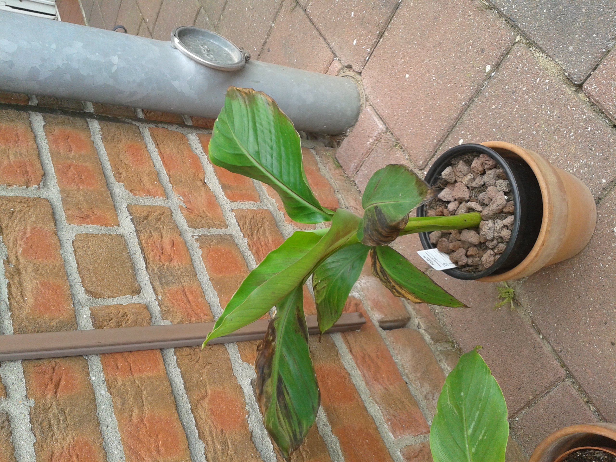 Banane (Musa basjoo) braune Bltter - Ursache unklar?  Pflanzenkrankheiten  & Schdlinge  GREEN24 Pflanzen & Garten Forum