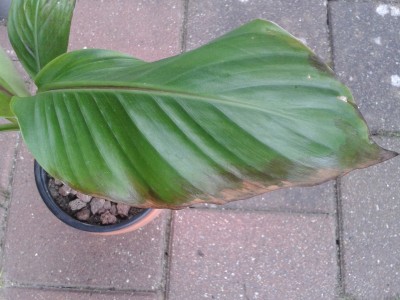 calathea pictures Calathea pilosa – Heron's Head Nursery main image 1