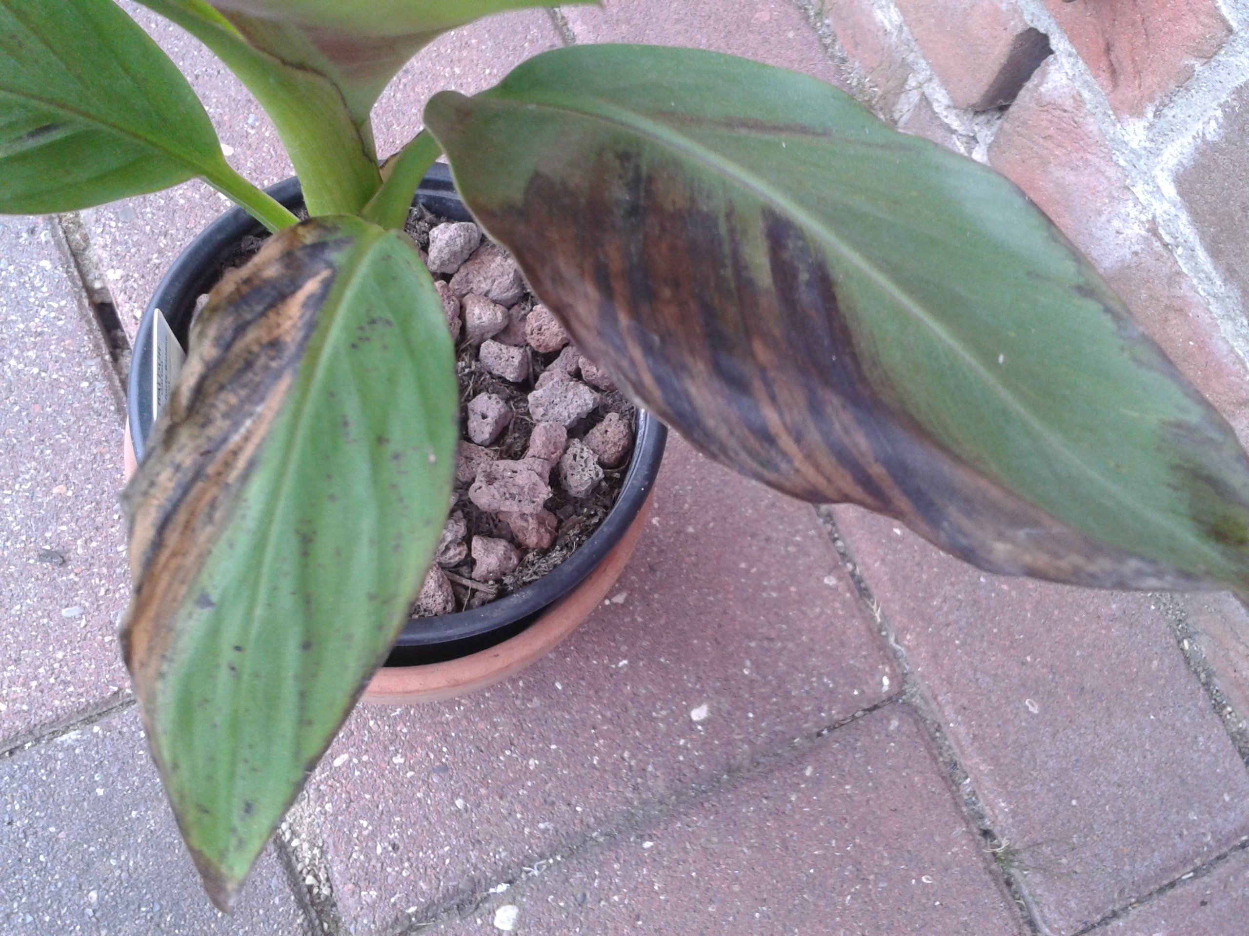 Banane (Musa basjoo) braune Bltter - Ursache unklar?  Pflanzenkrankheiten  & Schdlinge  GREEN24 Pflanzen & Garten Forum