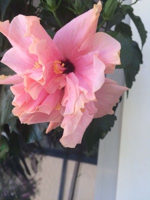 IMG-20180606-WA0000.jpg