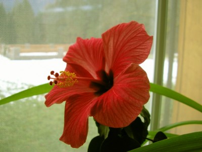 hibiskusblüht.JPG