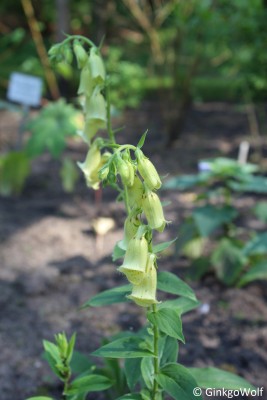 Digitalis_grandiflora.JPG