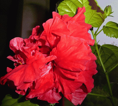 P1080384.gif