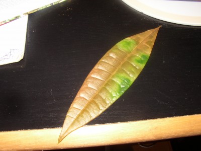 paricha (2).JPG