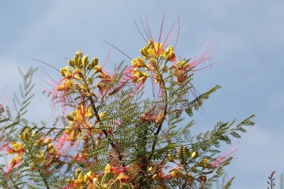 IMG_9487.JPG
