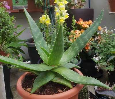 Aloe0.jpg