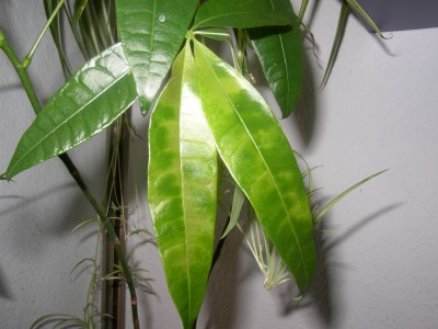 paricha (1).JPG