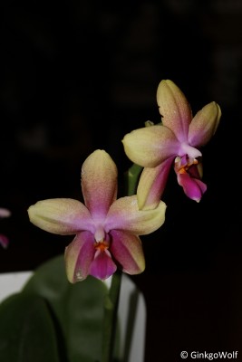 Phal_Liodoro_2018_06_20 (3).JPG