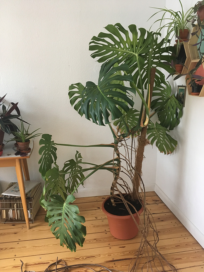 Monstera wächst schief · Pflegen & Schneiden & Veredeln · GREEN24 Pflanzen  & Garten Forum