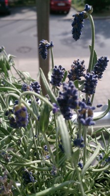 Krumme Echeveria und schlaffer Lavendel · Pflegen & Schneiden & Veredeln ·  GREEN24 Pflanzen & Garten Forum