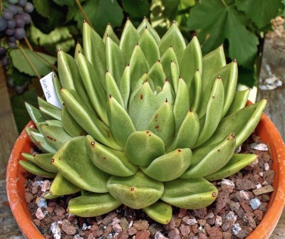 Echeveria ´Lucas´.jpg