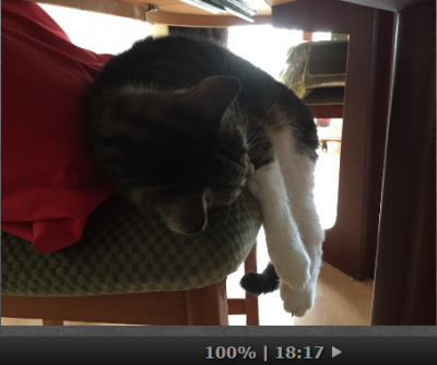 Puzzle_Katze.png