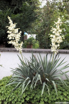 20180623_01.jpg