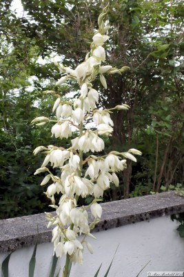 20180623_03.JPG