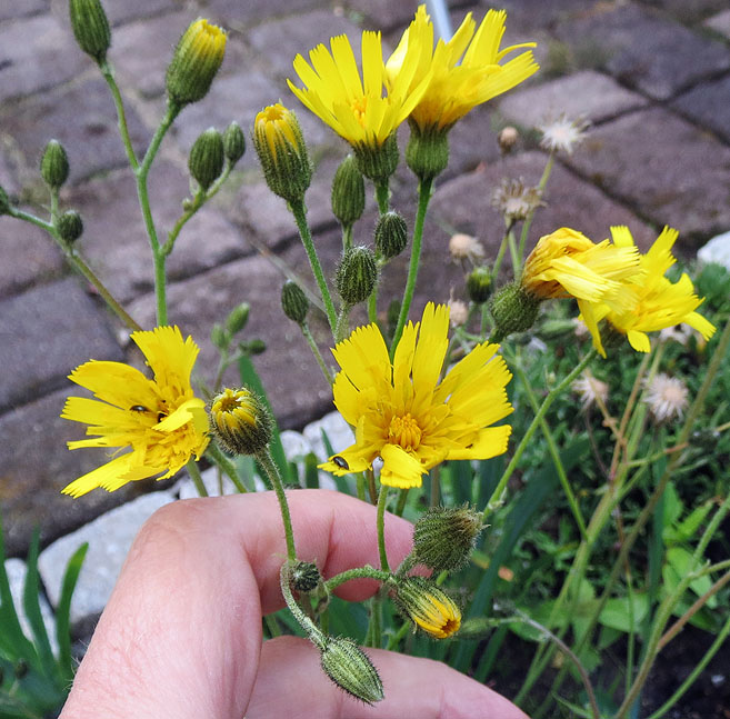 Korbblütler mit gefleckten Blättern - Hieracium maculatum ·  Pflanzenbestimmung & Pflanzensuche · GREEN24 Pflanzen & Garten Forum