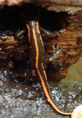 15.11.2007 molchi.jpg
