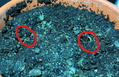 Inkeddioscorea_1_LI.jpg