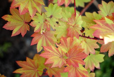 acer circ. 5.jpg