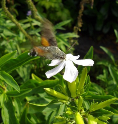 IMGP8757.JPG