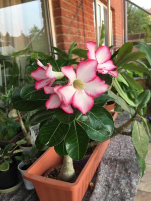 Adenium, Wüstenrose (2).JPG