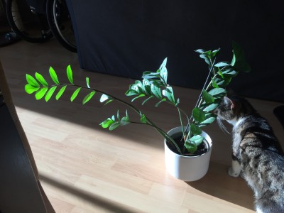 Zamia.JPG