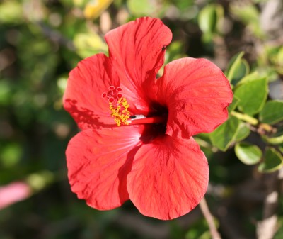 hibiscus.jpg