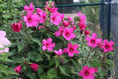 IMG_0040.JPG