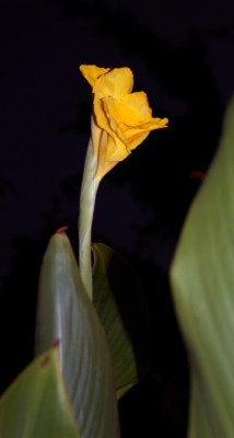 calla.jpg