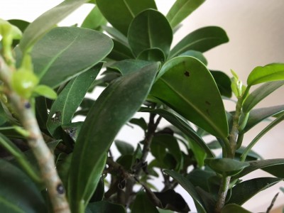 bonsai.jpg