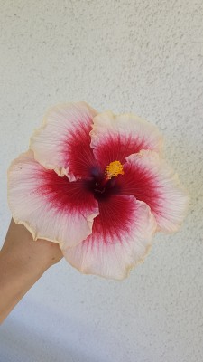 20180730_125611.jpg