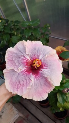 20180727_200944.jpg