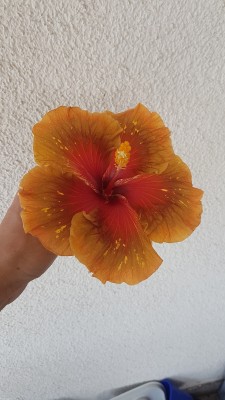 20180610_144834.jpg