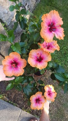 20180702_194111.jpg