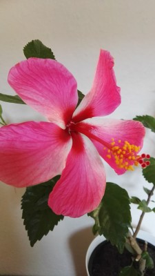 IMG_20180724_081713.jpg