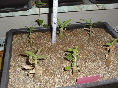 Adenium.jpg