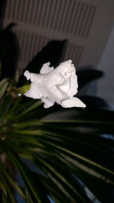 Madagaskar Palme Bluehte.jpg