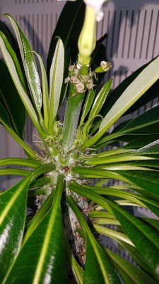 Madagaskar Palme Bluehtenstaengel.jpg