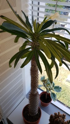 Madagaskar Palme gesamt.jpg