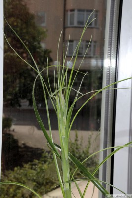 20180811_02.JPG