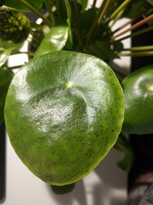 Pilea02.jpg