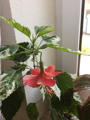 Hibiskus (2).JPG