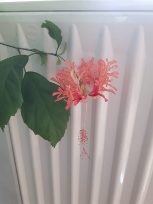 Hibiskus schizopedalus.JPG