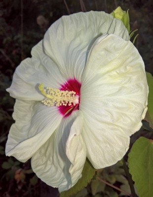 WP_20180819_06_10_51_Pro.jpg