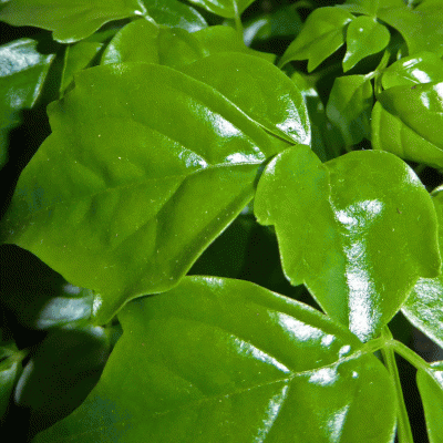 P1080806_1.gif