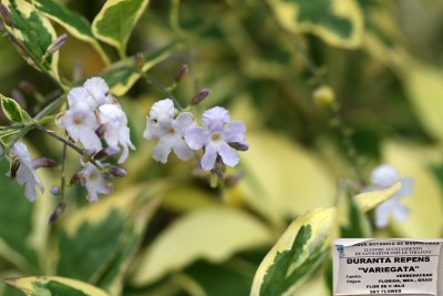 duranta-repens.jpg